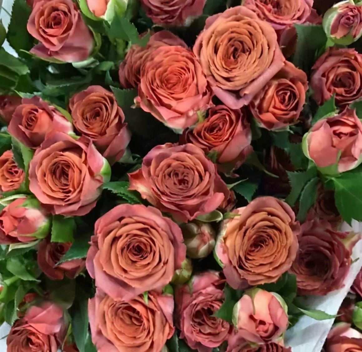 花店必备的5款玫瑰,鲜花图鉴一次性认识30种玫瑰花