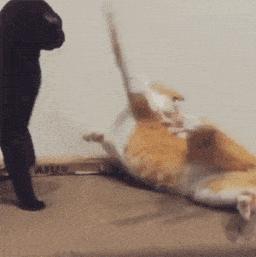 猫会偷吃螺蛳粉吗,猫吃螺蛳粉放屁了