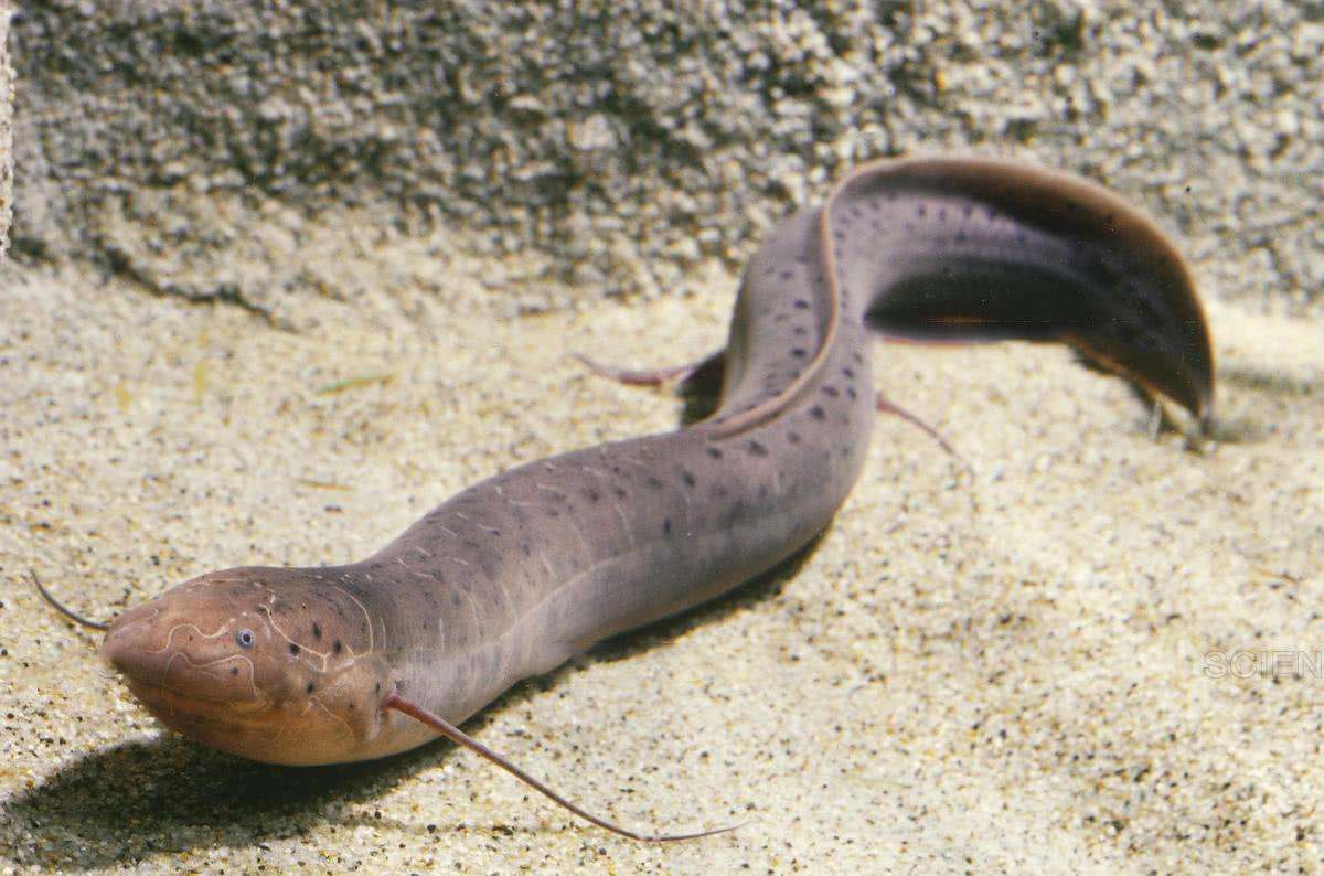 观赏鱼的种类有哪几种 (观赏鱼的种类都有哪些)