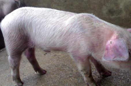 猪油治疗特应性皮炎,油皮猪的症状与治疗