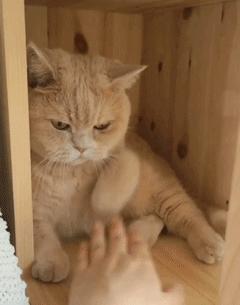 被猫抓伤的伤口痒什么原因,被猫抓伤出血伤口肿了很痒