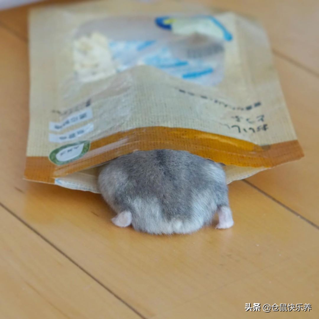 仓鼠趁主人不注意去野餐,仓鼠藏粮食被发现