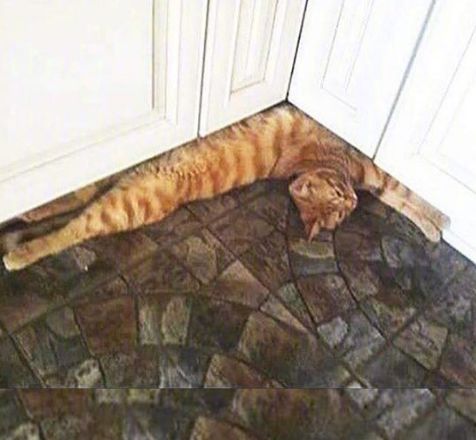 猫的内在品质,猫的本质就是嫌弃主人