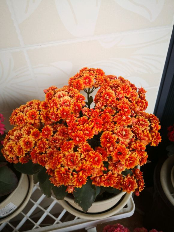 养花草叶子蔫了怎么办,养了3年的长寿花如何养护