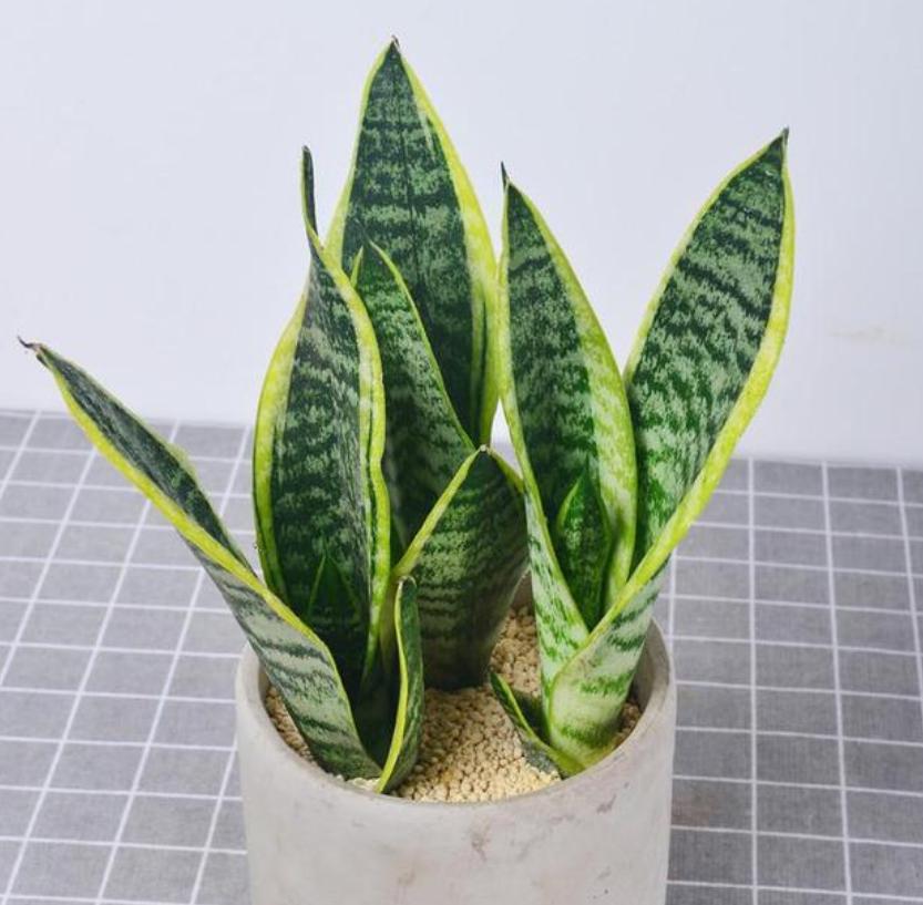 净化空气甲醛最怕的十种花,可以开花净化甲醛的盆栽