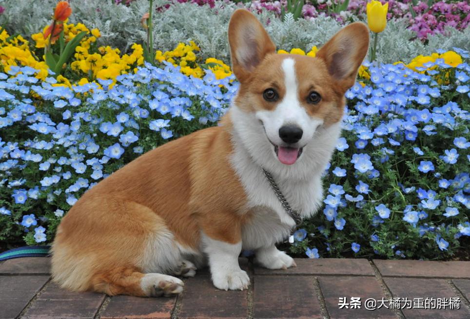 特好养的5种狗狗你不养一只吗,这七种狗狗非常好养