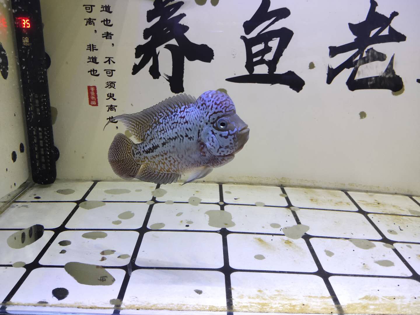 观赏鱼讲解新鱼如何入缸,新入缸的观赏鱼怎么看好坏