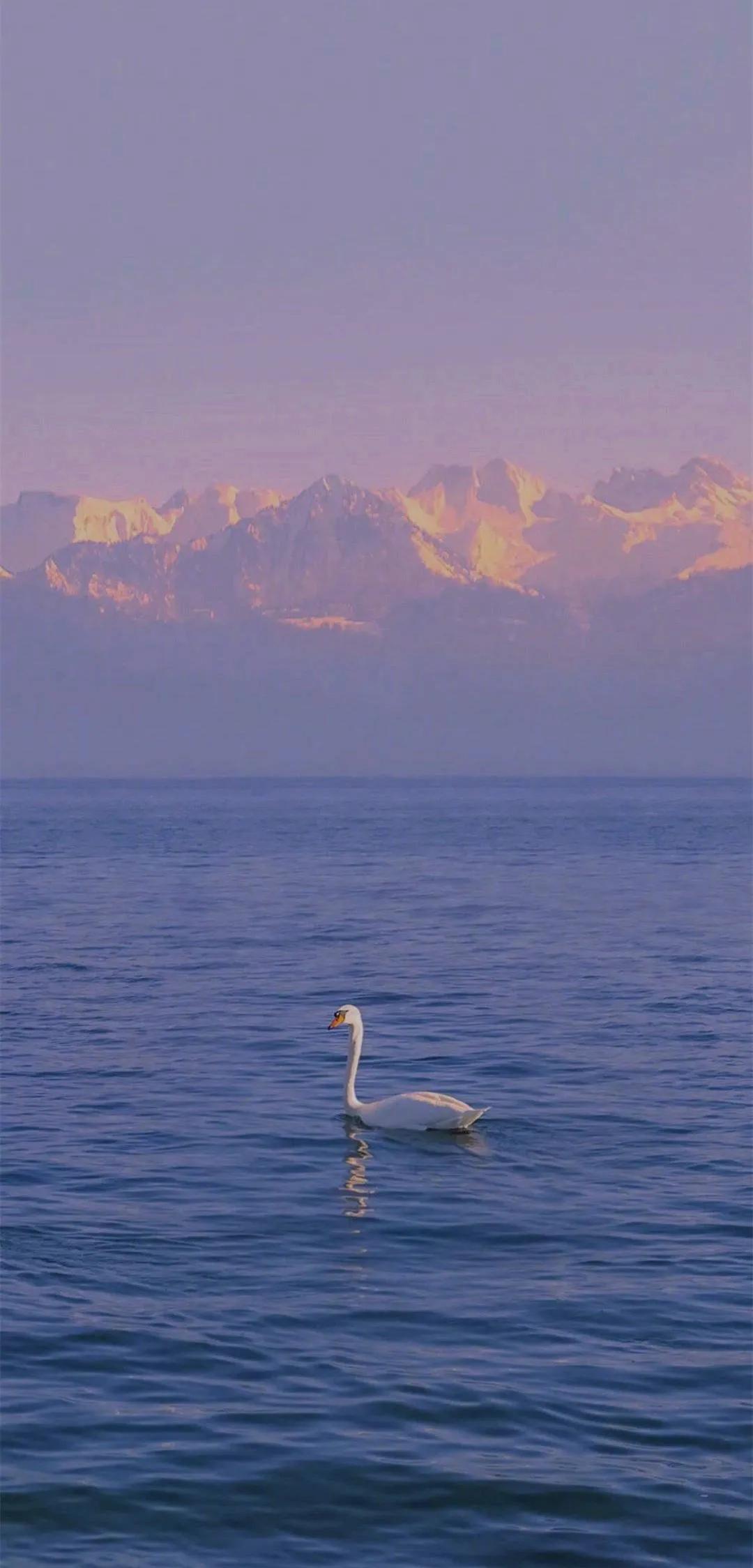 超清全面屏壁纸分享,唯美手机壁纸高清全面屏