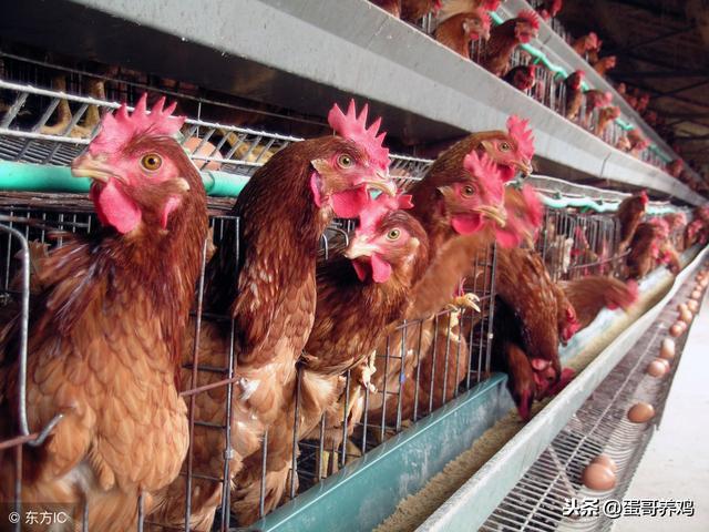 养鸡专用病毒及防治,养鸡如何防鸡瘟