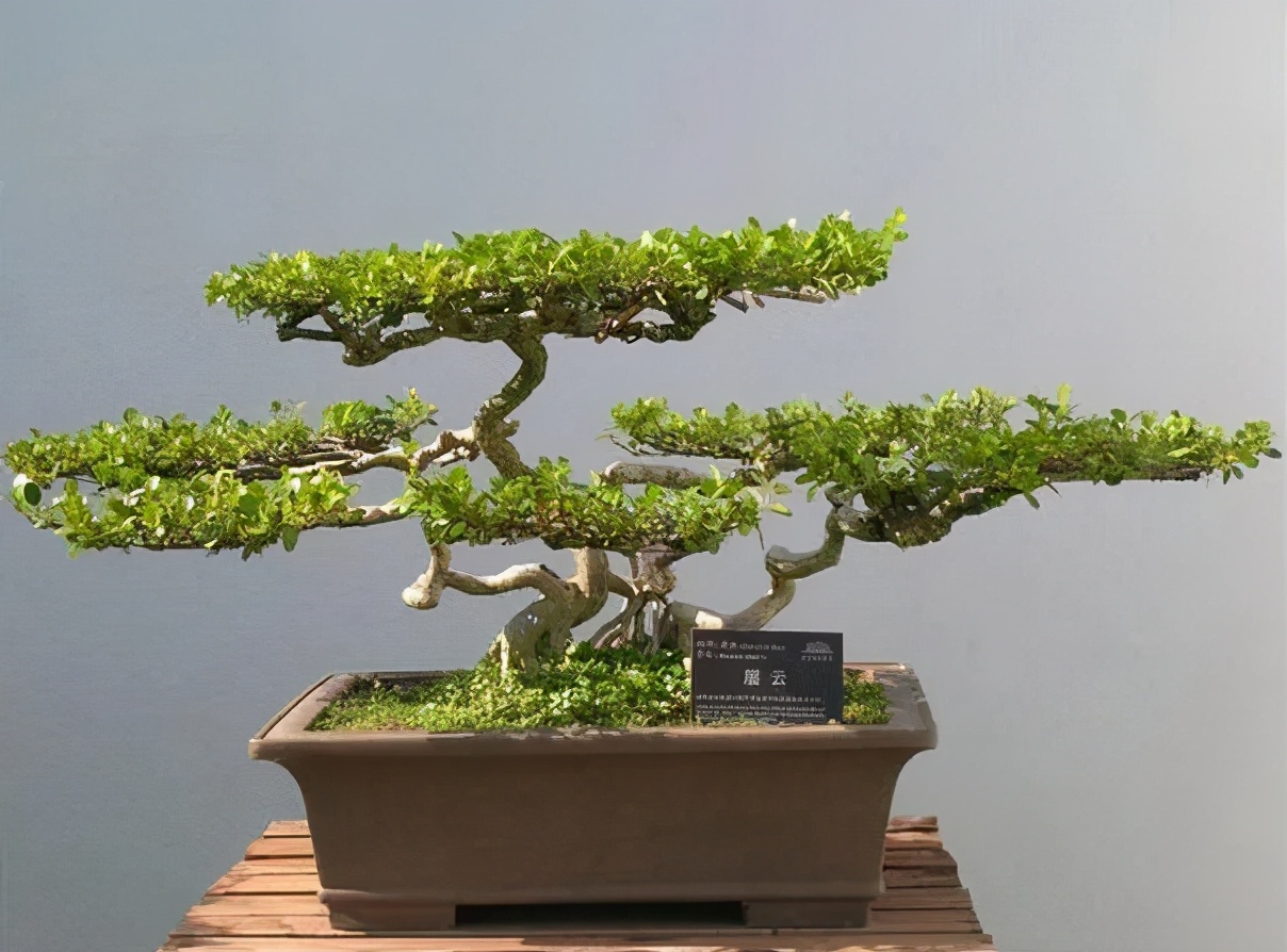 「内部泄密」最近一个月成交量最高的十大树种排行榜