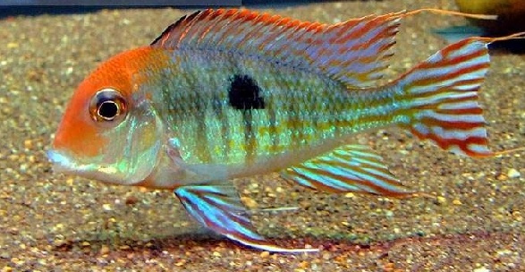 南美慈鲷,慈鲷有黑色的吗