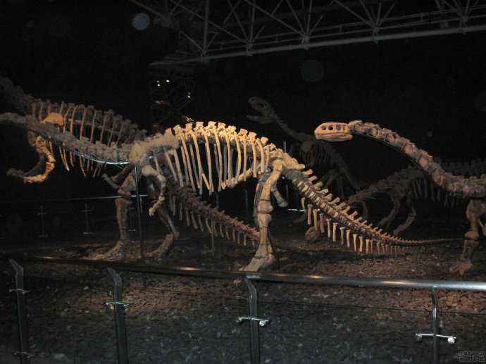 山东诸城发现20多个龟类足迹化石,为啥只有诸城临朐有恐龙化石