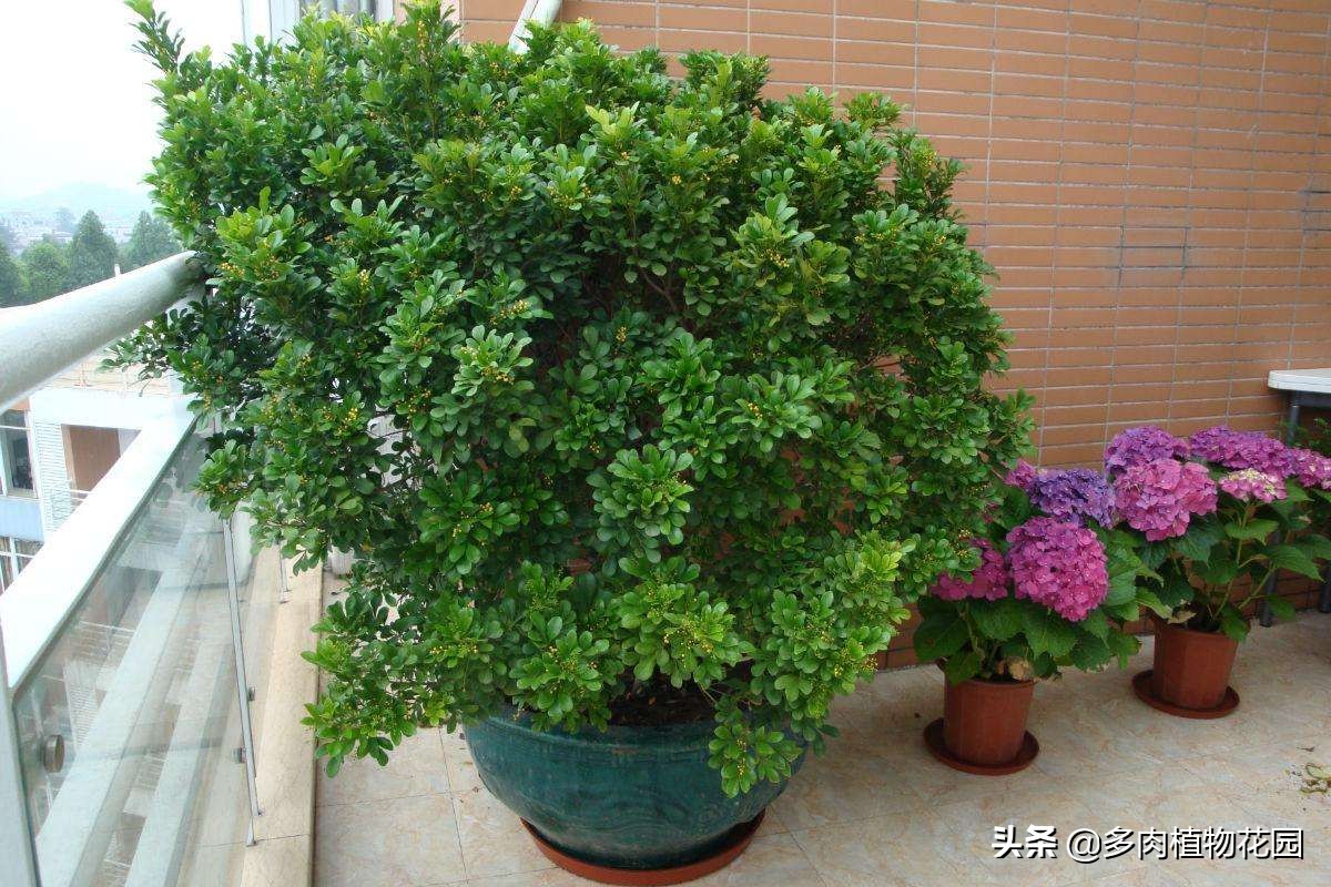 米兰叶子全部枯萎了还有补救吗,米兰长势不茂盛怎么回事