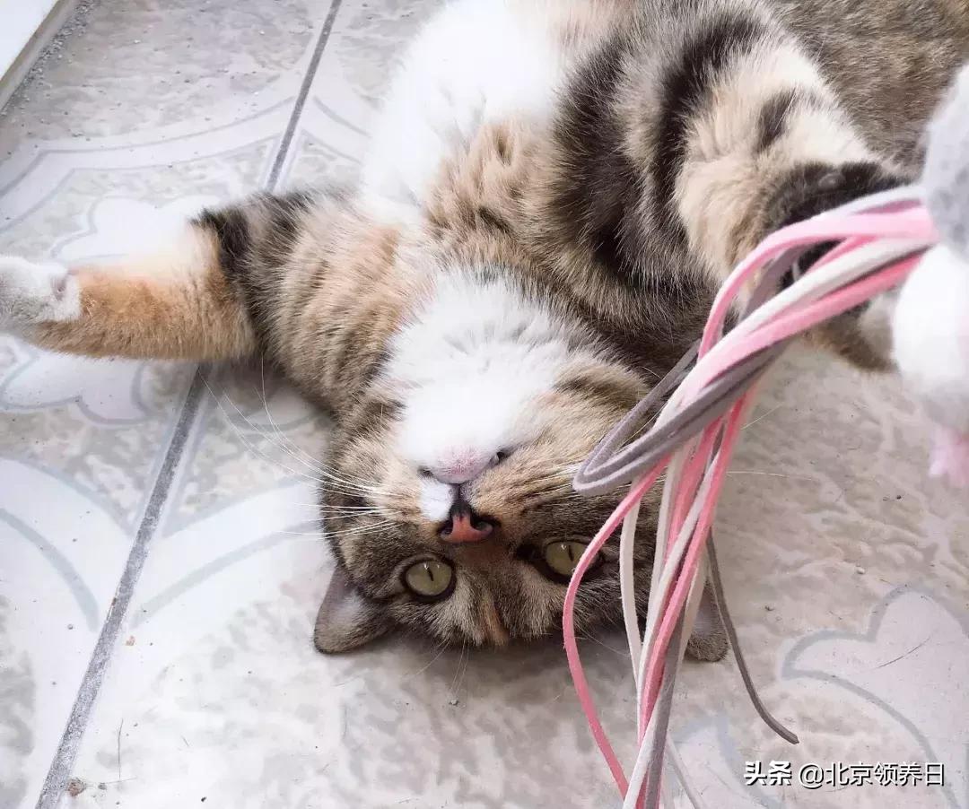 #领养代替购买#给它们一个家|线上宠物领养日,20190608加场