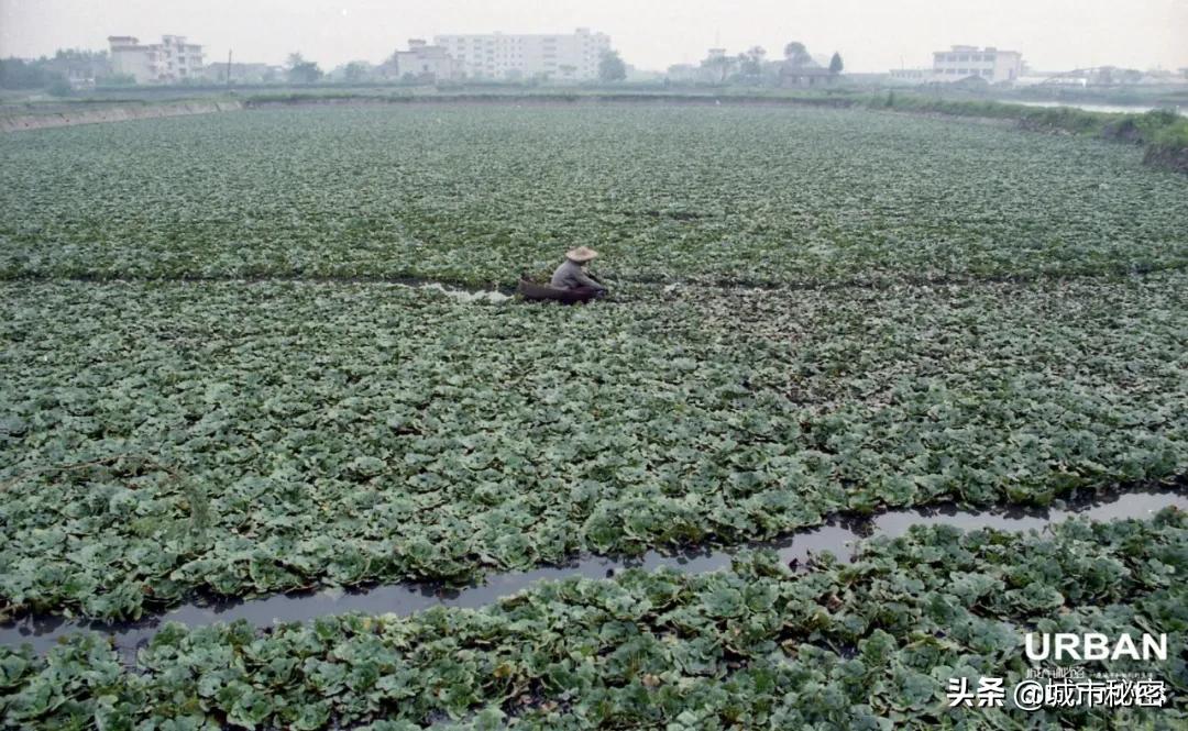 杭州旅游烟火气,杭州哪里还有江南风情