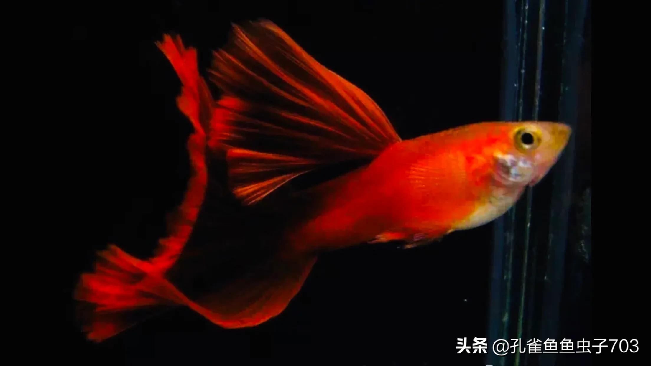 孔雀鱼为什么要剪鳞片养,孔雀鱼剪尾是什么原因