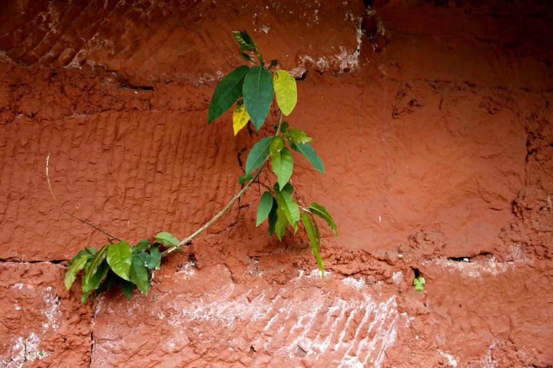 津门网金熙男：彩色小镇