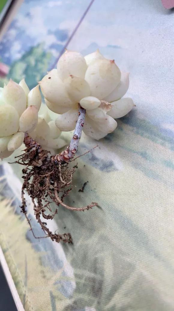 容易掉色的多肉,夏天怎样预防多肉腐黑