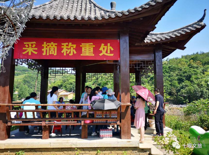 十堰新鲜采摘桃,十堰西沟桃子