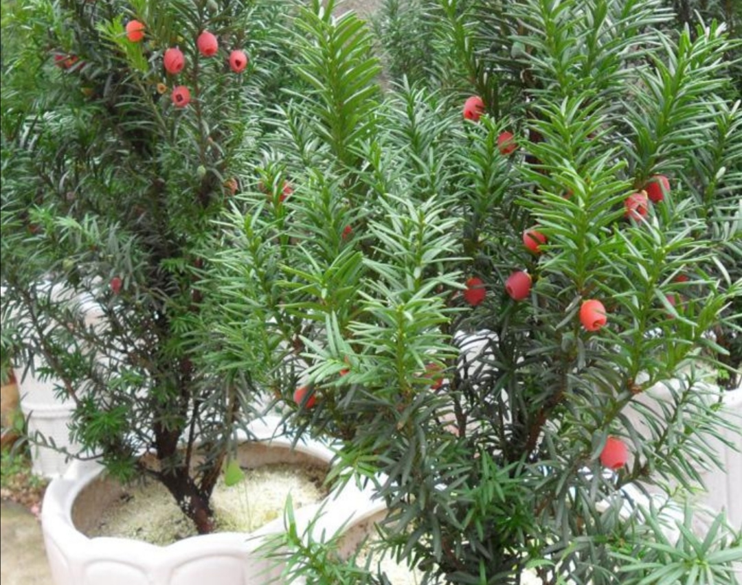 金山银山不如靠自己打下的江山,金山银山不如找个靠山