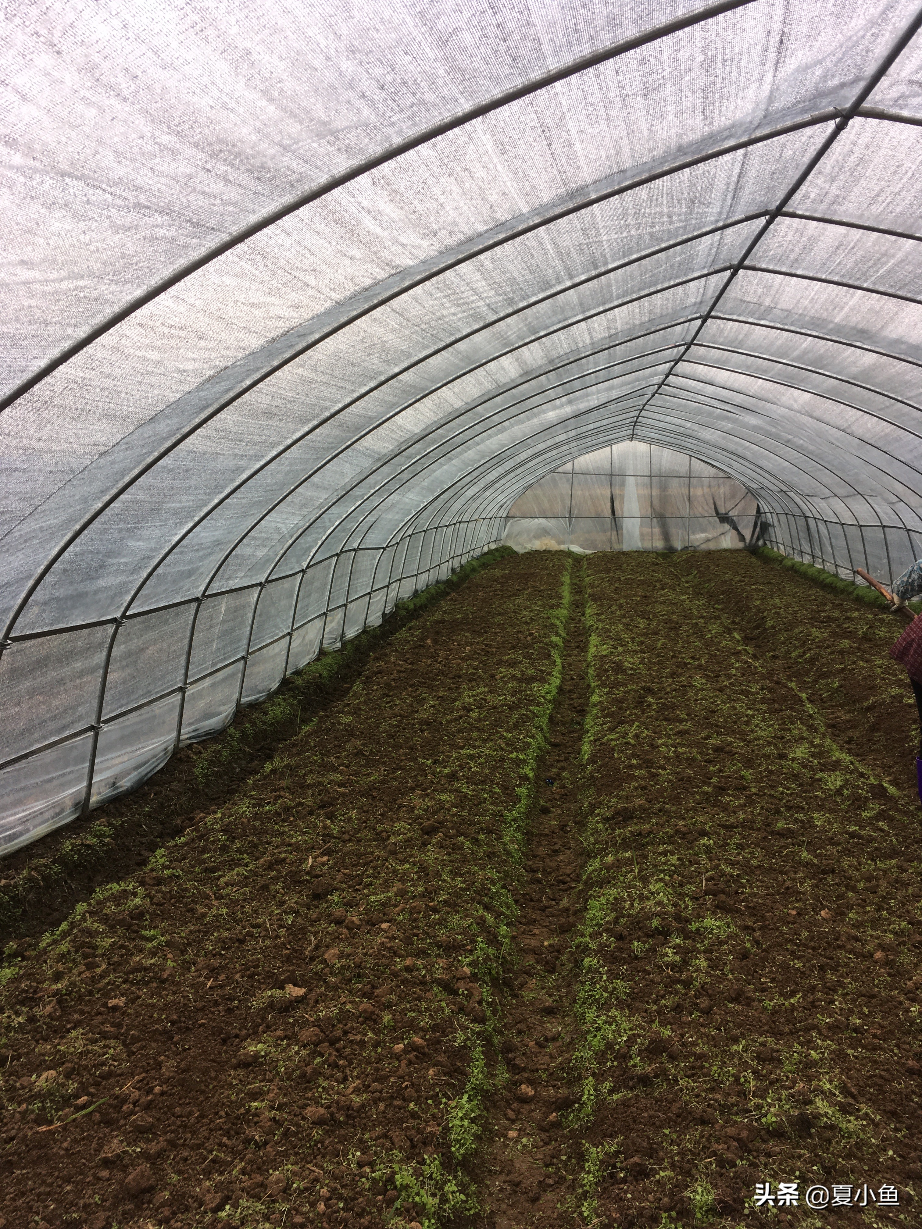 种植羊肚菌亏本的人多吗,羊肚菌种植技术与销路