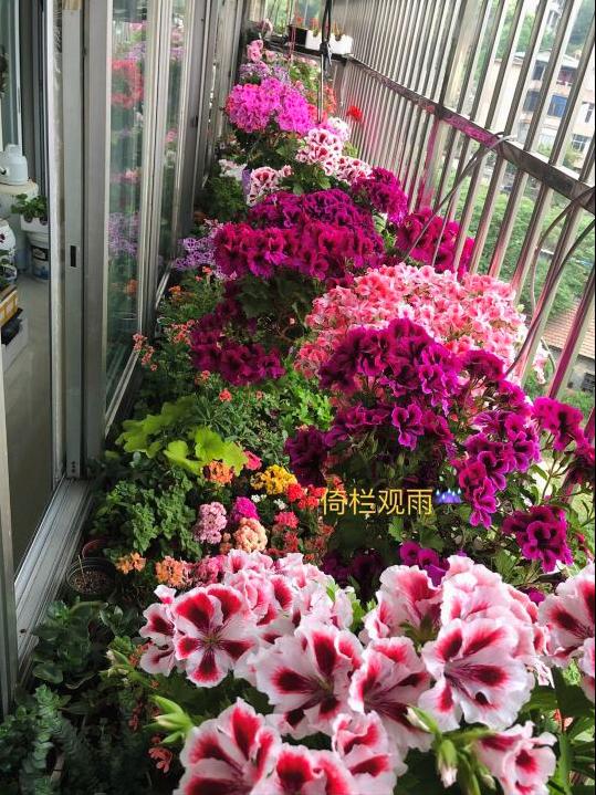 驱蚊虫重瓣大花天竺葵盆栽,天竺葵驱蚊虫吗