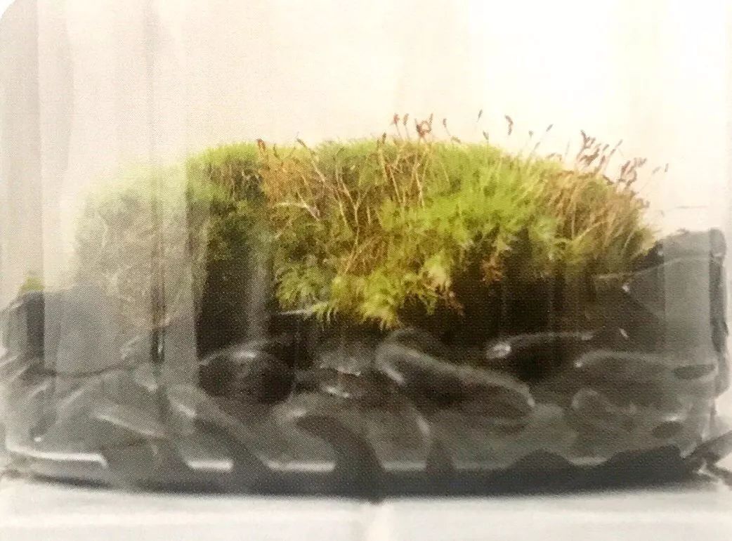 养植物养不活怎么回事,养植物养不活怎么照顾都没用