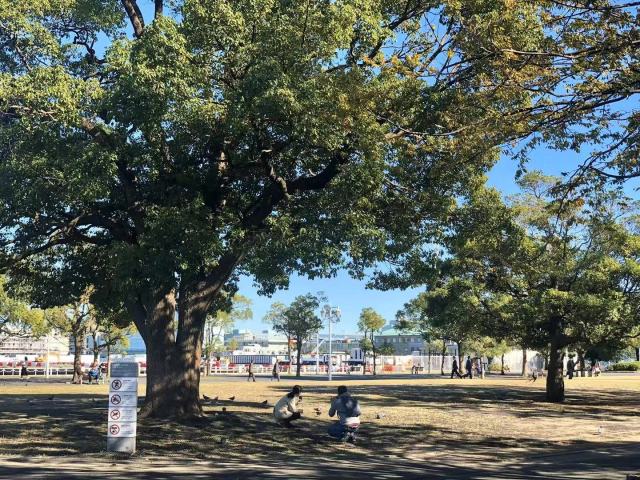 东京到镰仓和箱根攻略,东京箱根富士山镰仓