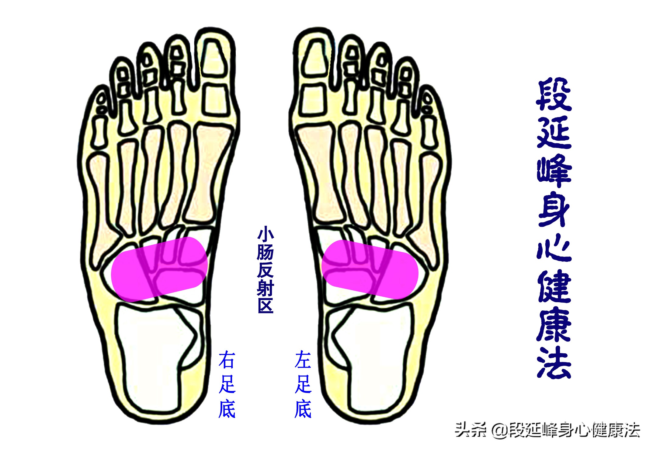 胃肠动力不足中药如何调理,胃肠功能紊乱胃动力不足怎么办