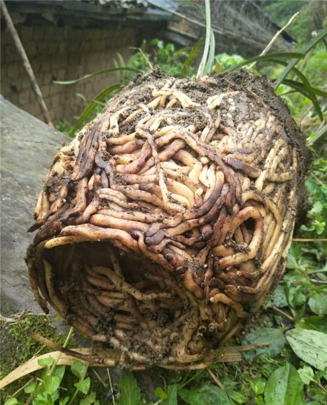 花卉烂根怎么浇水最好,花卉烂根可以救活吗