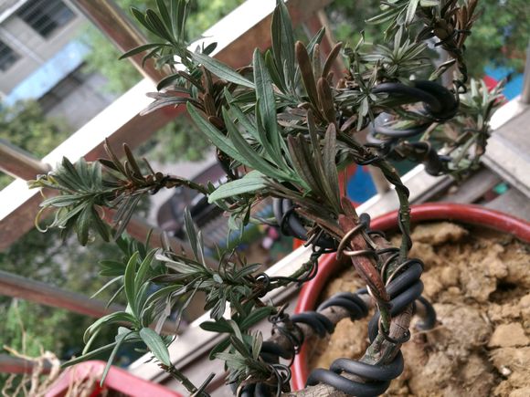 罗汉松叶子黄了怎么救活,罗汉松叶子发黄干枯是什么原因