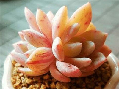 如何养殖多肉植物和盆栽,如何养殖多肉绿萝盆栽