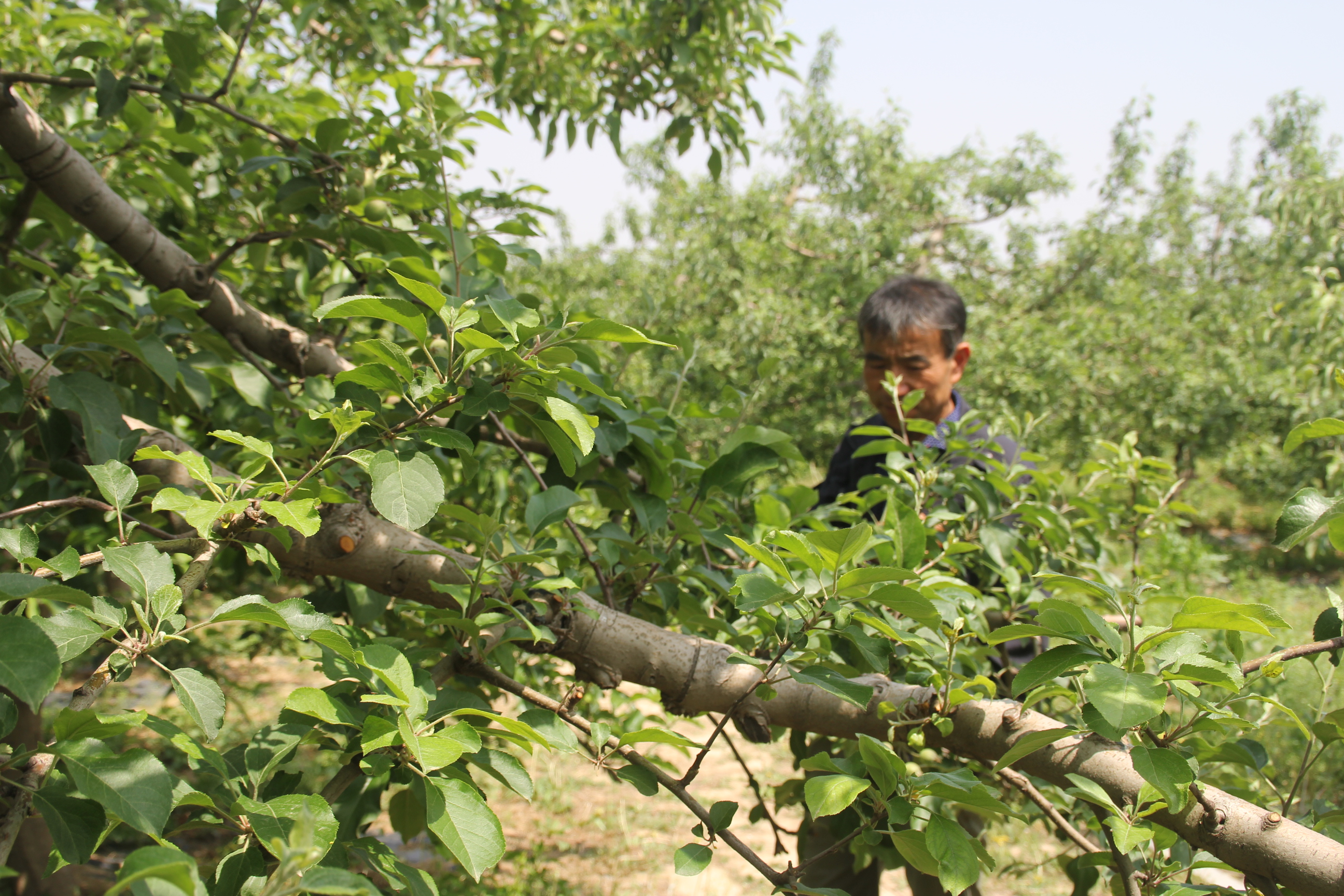 果树需要什么营养物质,果树生长必需营养元素17种