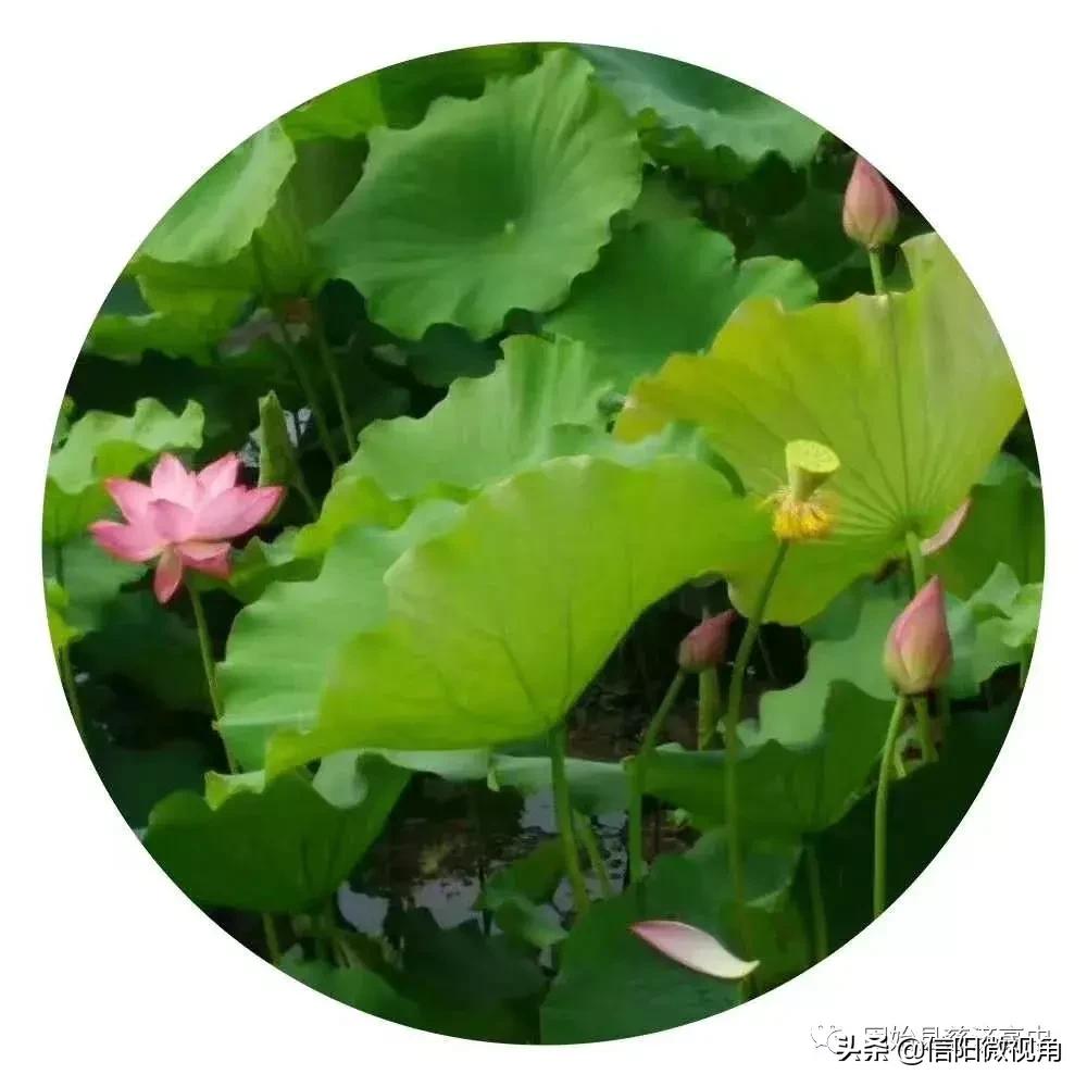 固始县慈济高中操场多大图,固始县慈济高中附近有啥好玩的