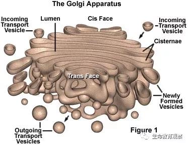 细胞的亚显微结构,细胞亚显微结构模型