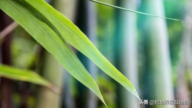 凤尾竹的来历和由来,凤尾竹的传说