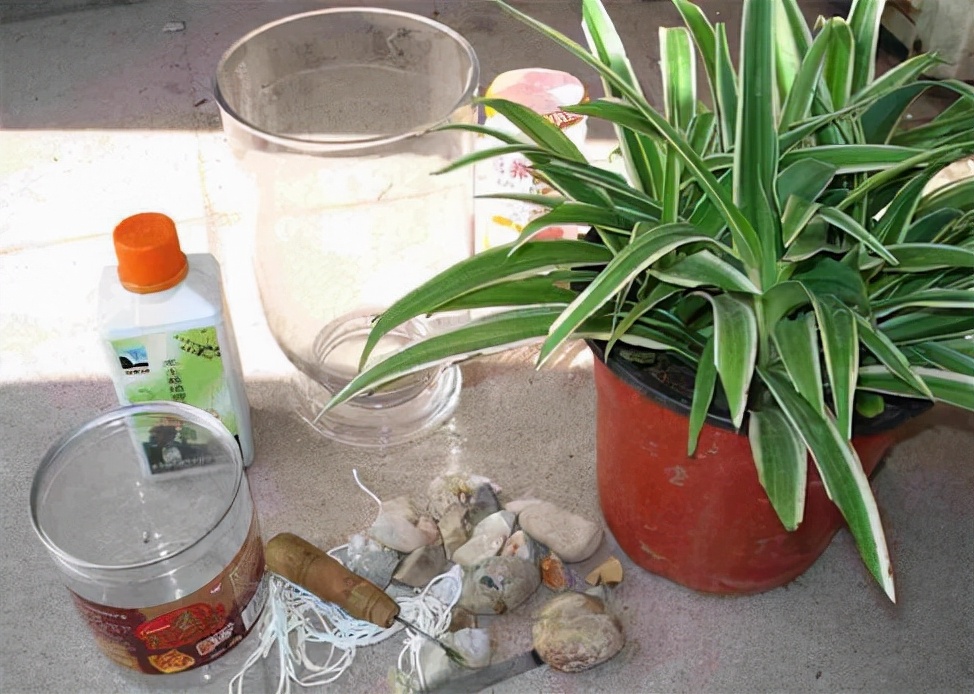 吊兰水培养鱼怎么养好活,水培吊兰可以养小鱼