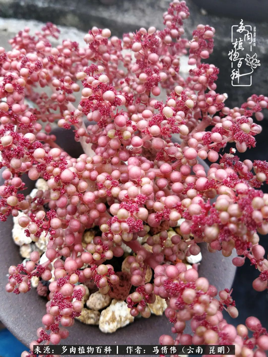 熬过了夏天的多肉,多肉熬过夏天惊艳整个秋天