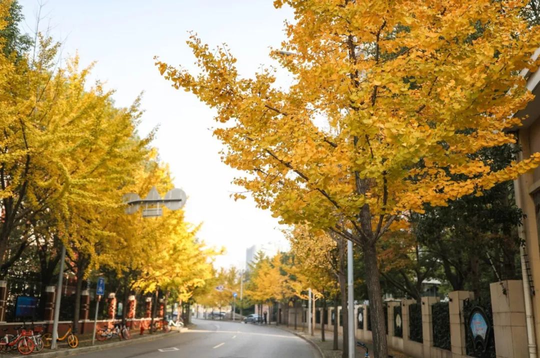 上海银杏叶打卡的地方,上海周边哪里有银杏叶