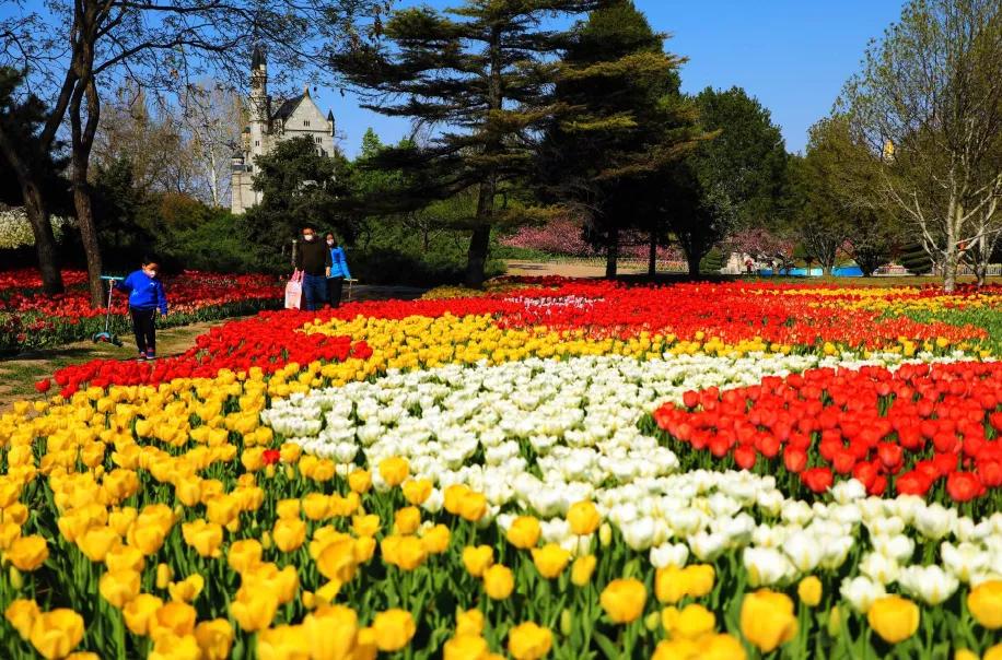 北京丰台五一旅游最佳去处,丰台区赏花景点