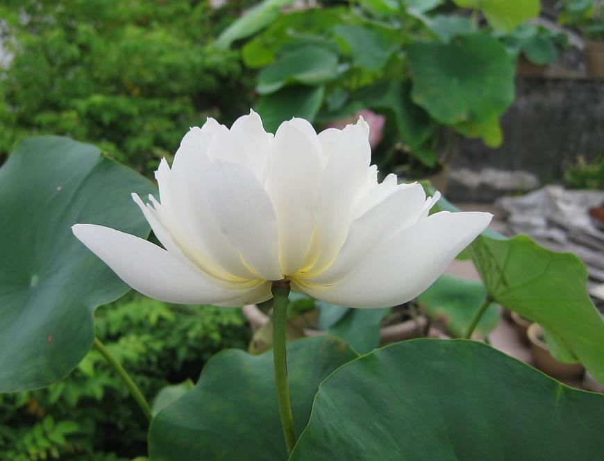 哪种花可以提取香精,一共有多少种花可以提炼香精