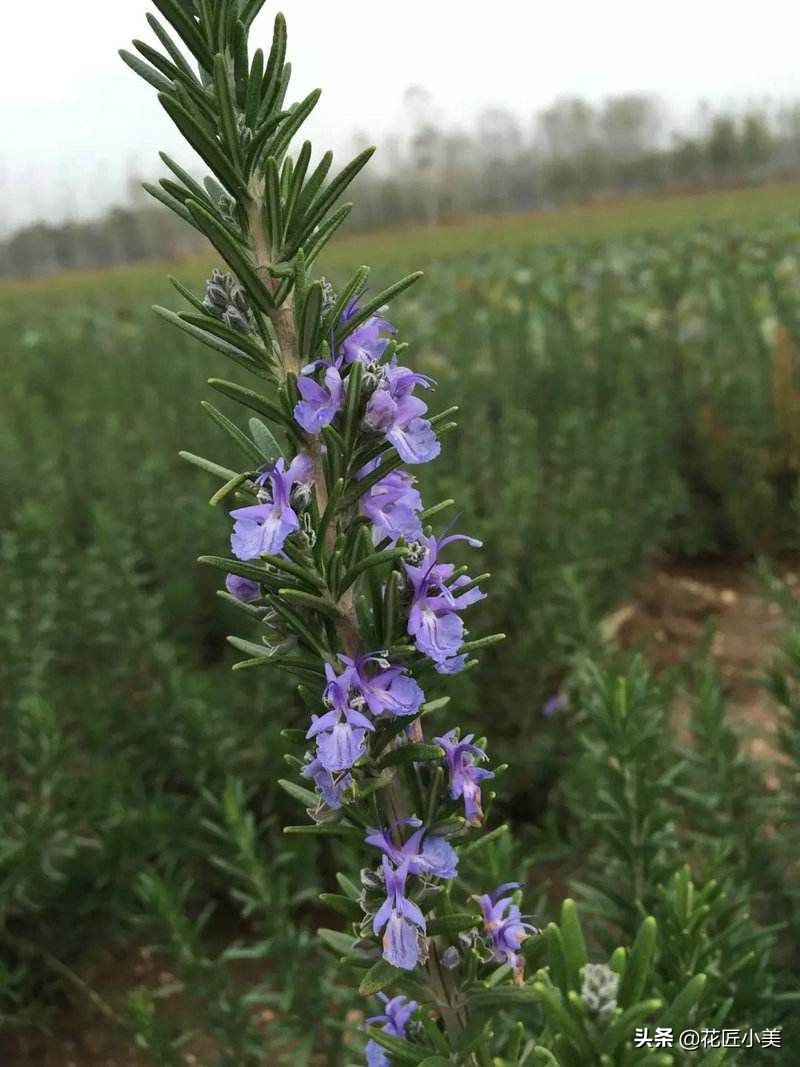 可食用迷迭香盆栽养殖,迷迭香盆栽好养活