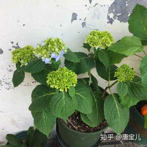 如何提升花种成活率,花种种植生活小技巧