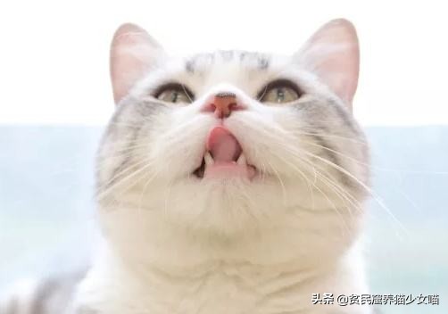 猫咪黑下巴抹红霉素软膏还是眼膏,猫咪黑下巴到底怎么治