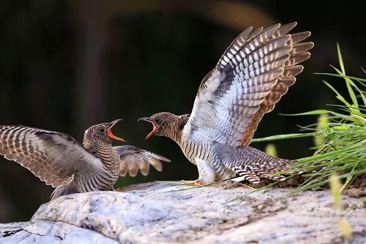 【美文共享】春天，人间皆可爱