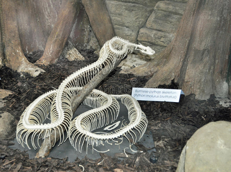 蛇性本淫是事实吗,蛇性本淫什么意思