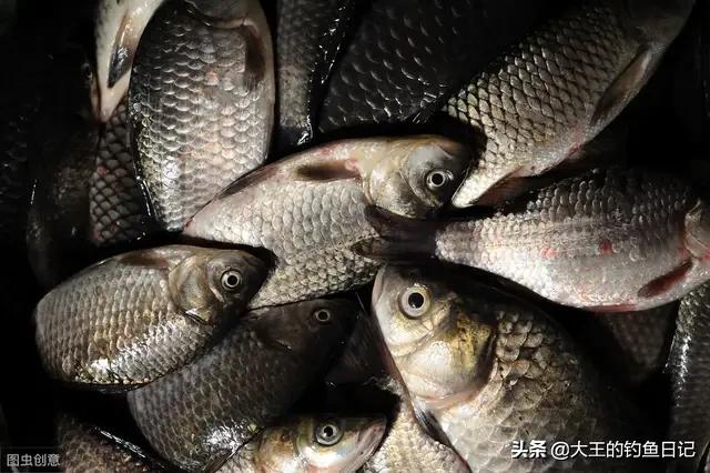 下雨天是不是很好钓鱼,下雨天好钓鱼