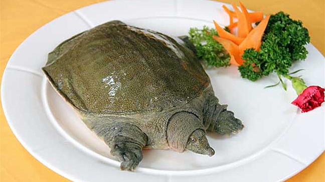 甲鱼做得香不香，关键是在宰杀的步骤上，学会了宰杀怎么做都香