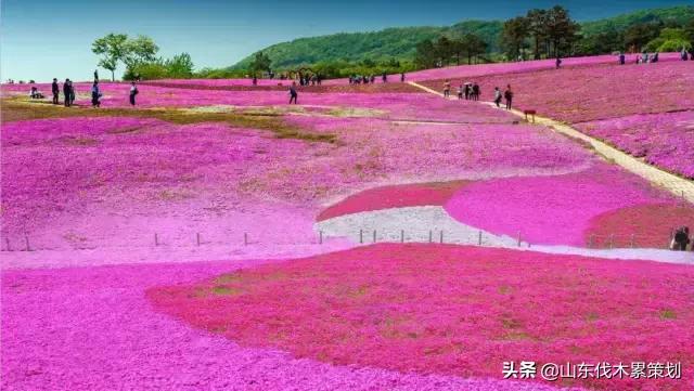 日照花仙子打卡地,日照东夷小镇旅游攻略