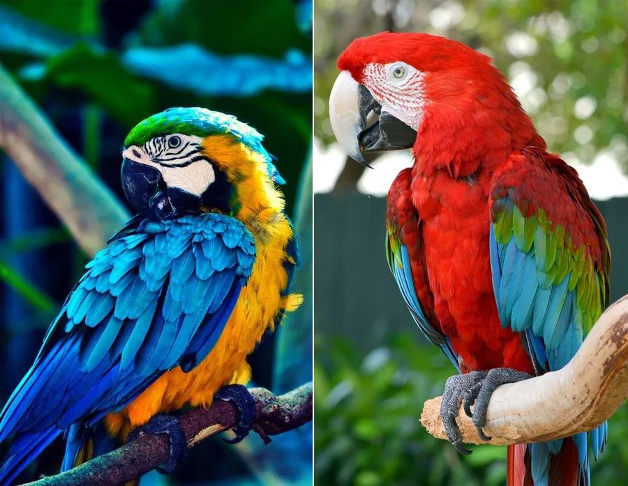 鹦鹉油画棒创意画幼儿,油画棒画动物牡丹鹦鹉教程